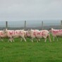 Farmer proposes with sheep, proves to us all that romance isn't dead