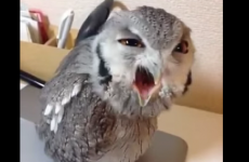 When you're drunk and you're trying to get someone's attention...