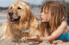 Does your dog really understand you?