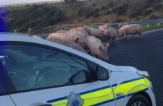There are pigs on the loose near Barack Obama Plaza