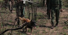 How dogs are being used to save wild animals in Africa
