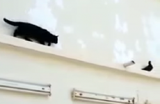 This smug pigeon outsmarting a cat is just perfect