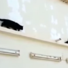 This smug pigeon outsmarting a cat is just perfect