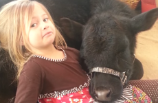 This five-year-old girl let a cow into the house without her mum knowing