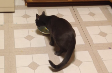 Talking cat says 'SO GOOD' as it gobbles its lunch