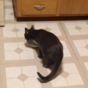 Talking cat says 'SO GOOD' as it gobbles its lunch