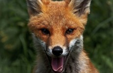 Planning on leaving the house today? You could go for a walk and help Irish wildlife