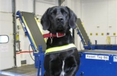Stella sniffs out cannabis in package of 'food and spices'