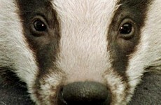 Hospital screens for tuberculosis as UK prepares for badger cull