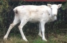 A reindeer has escaped from a Christmas tree farm