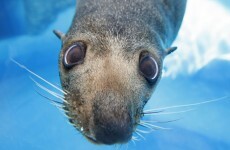 Teenager pleads guilty to seal killing spree