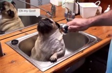 Trust us when we say this video of a pug taking a bath will do your soul good