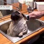 Trust us when we say this video of a pug taking a bath will do your soul good