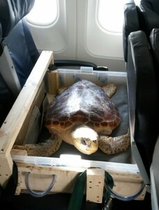 A turtle that washed up on a beach in Clare is being flown to Gran Canaria