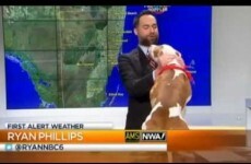 Hyper dog just can't wait to be on TV, interrupts live weather report