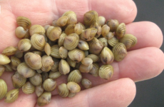 Alien invader: It may look harmless, but this tiny clam has a LOT of state agencies worried