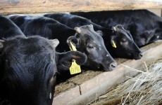 Fukushima beef shipments banned