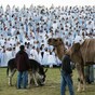 Photos: The world's biggest nativity scene happened this week