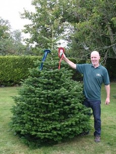 No faking it: The art of growing a real Christmas tree