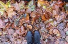 Dublin Sounds: An autumnal walk in Dartmouth Square