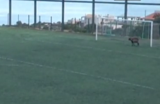 Without being too hyperbolic, this goat is definitely a better keeper than Simon Mignolet