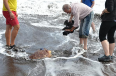 Leona --- the stranded Clare turtle --- is over her jetlag, and swimming free