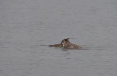 8 second video of an owl swimming is strangely terrifying