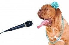 A dog choir is having a Christmas concert this week