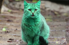 A green cat is roaming the streets of Bulgaria