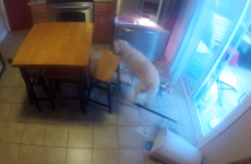 Cheeky labrador caught on camera stealing food from the fridge