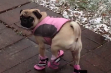 Dogs trying on booties for the first time is pure comedy