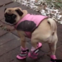 Dogs trying on booties for the first time is pure comedy