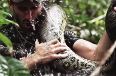 Scientist offers to be eaten by anaconda, freaks out right before it