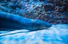 An electric eel shocks its prey like a Taser