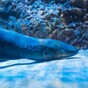 An electric eel shocks its prey like a Taser