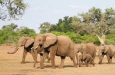 Thousands of elephants are killed in Africa every year - and China is partly to blame