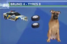 This might be the greatest television news report ever