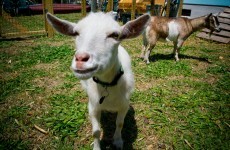 Come one, come all: Ireland's sheep and goats are going to be counted this week