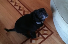 This dog stepped on a sticky mousetrap, and he's incredibly ashamed about it