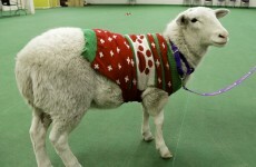 A sheep wearing a Christmas jumper was found wandering around a US town