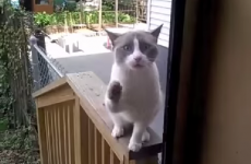 This screaming cat sums up everyone's feelings about going outside tonight