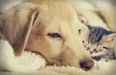 At least eight people prosecuted for animal abuse so far under new cruelty law