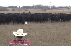 Trombone-playing farmer serenades his cows with Jingle Bells