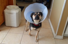 Cute puppy dons Cone of Shame, conveniently forgets how to walk until it comes off