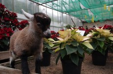This adorable orphaned baby goat has captured the internet's cold, dead heart
