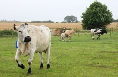 This is the sanctuary Benjy the gay bull is leaving for tomorrow