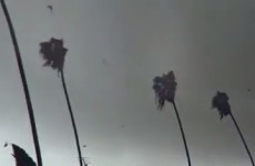 Video captures small tornado sweeping through Los Angeles neighbourhood