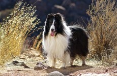 The Coast Guard rescued a sheepdog yesterday