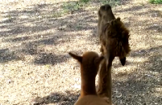 Baby alpaca tries to climb on its mam's back, mam says 'NOPE'