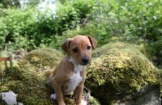 Want to get a surprise puppy this Christmas? Think twice about it